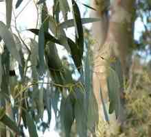 Eucalyptus. Zdravilne lastnosti edinstvene drevesa