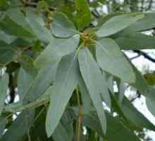 Listi evkaliptusa: Vloga in lastnosti