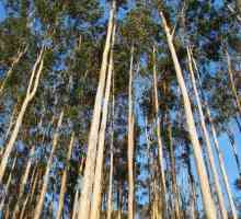 Uporaba evkaliptusa: življenjska sto metrov drevo
