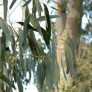 Eucalyptus. Zdravilne lastnosti edinstvene drevesa