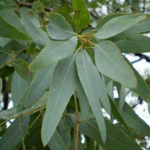 Listi evkaliptusa: Vloga in lastnosti